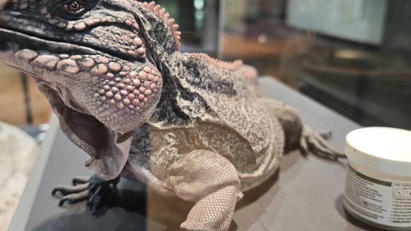 Kleine Sonderausstellung: Was mit den verstorbenen Tieren des Aquazoos geschieht