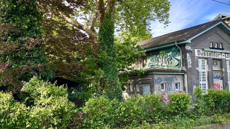 Umwelt in Düsseldorf: Platane am Kulturbahnhof Eller gerettet
