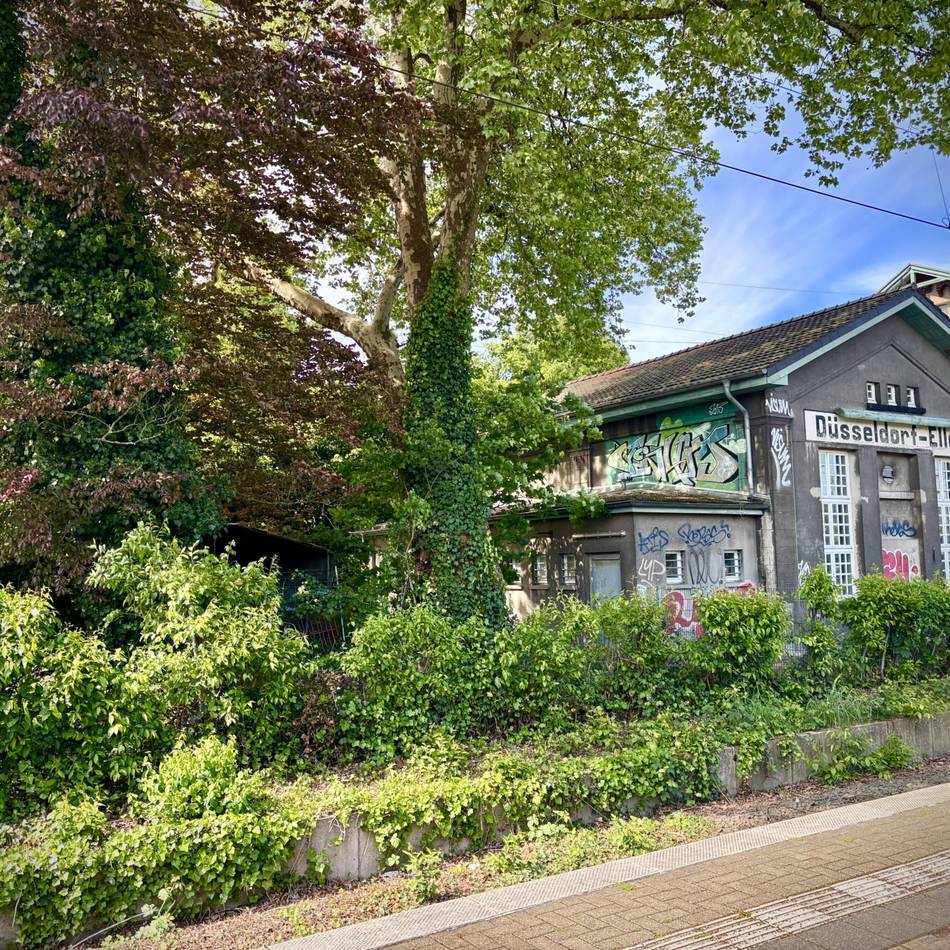 Umwelt in Düsseldorf: Platane am Kulturbahnhof Eller gerettet
