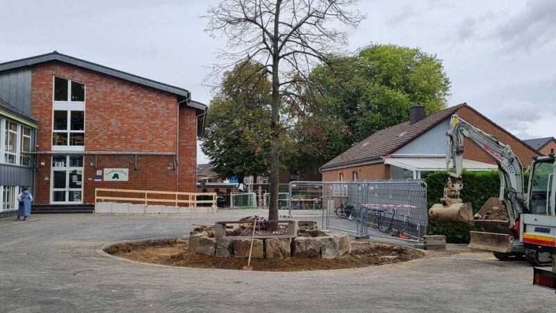 Pflegedürftiger Baum in Jüchen: Linde in Gierath leidet unter Umbau-Stress
