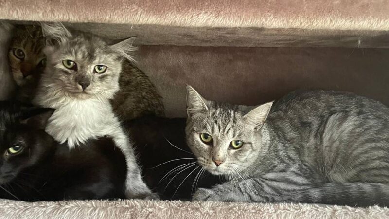 132 Katzen aus Haus in Neuss befreit: Nachbarn schockiert – „Die Dunstwolke ließ einen fast in Ohnmacht fallen“
