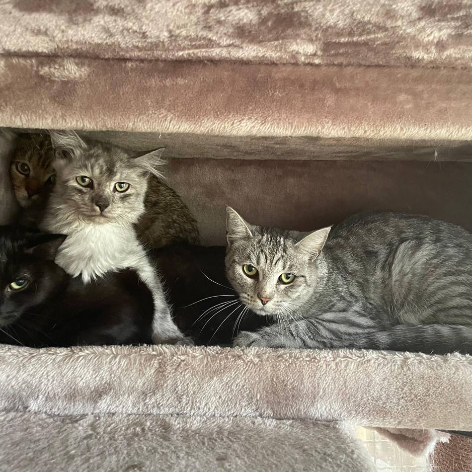 132 Katzen aus Haus in Neuss befreit: Nachbarn schockiert – „Die Dunstwolke ließ einen fast in Ohnmacht fallen“