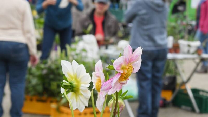 Treffpunkt für Gartenfreunde in Radevormwald: Pflanzentauschbörse am Tag der deutschen Einheit
