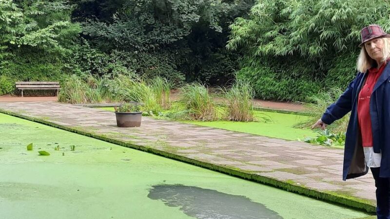 Botanischer Garten in Duisburg: Teichboden ist übersät mit toten Fröschen und Vogelkadavern