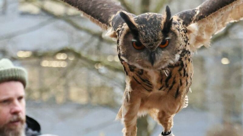 Angebot in Grevenbroich: Falkner-Ferien für junge Naturforscher