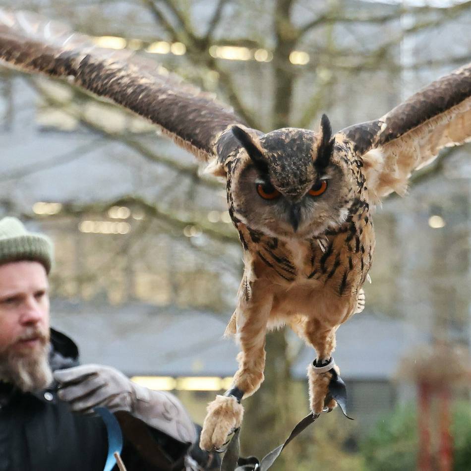 Angebot in Grevenbroich: Falkner-Ferien für junge Naturforscher