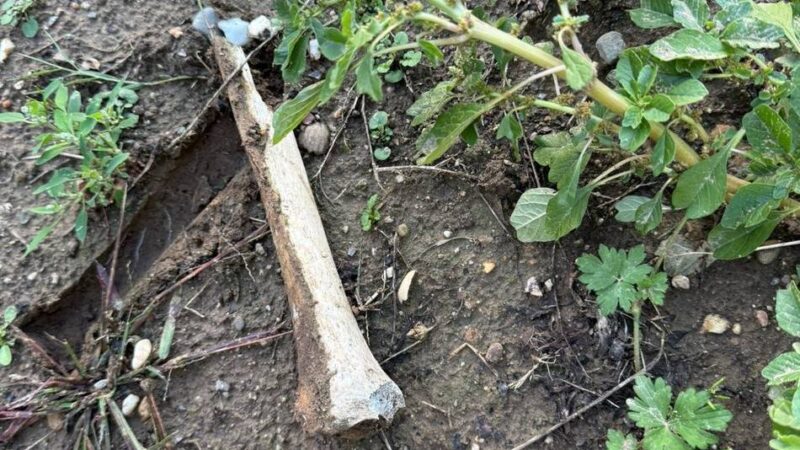 Schockierender Fund auf Wickrather Friedhof: „Da liegen Omas Knochen auf dem Grab“