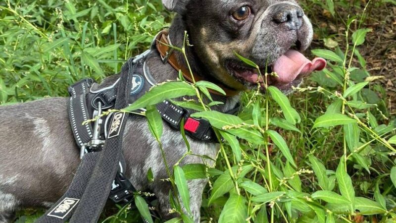 Tier der Woche aus Hilden: Ausgesetzter Rusty sucht liebevolles Zuhause