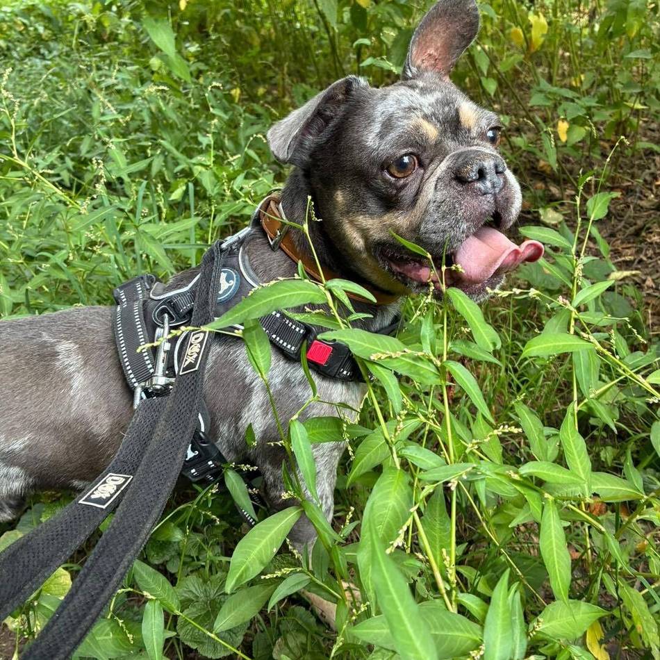 Tier der Woche aus Hilden: Ausgesetzter Rusty sucht liebevolles Zuhause
