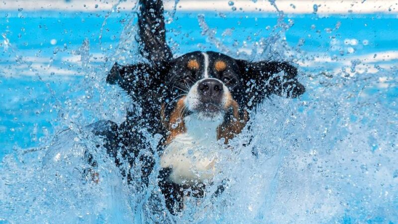 Event in Kevelaer: Nach der Saison – jetzt dürfen Hunde im Freibad ins Wasser