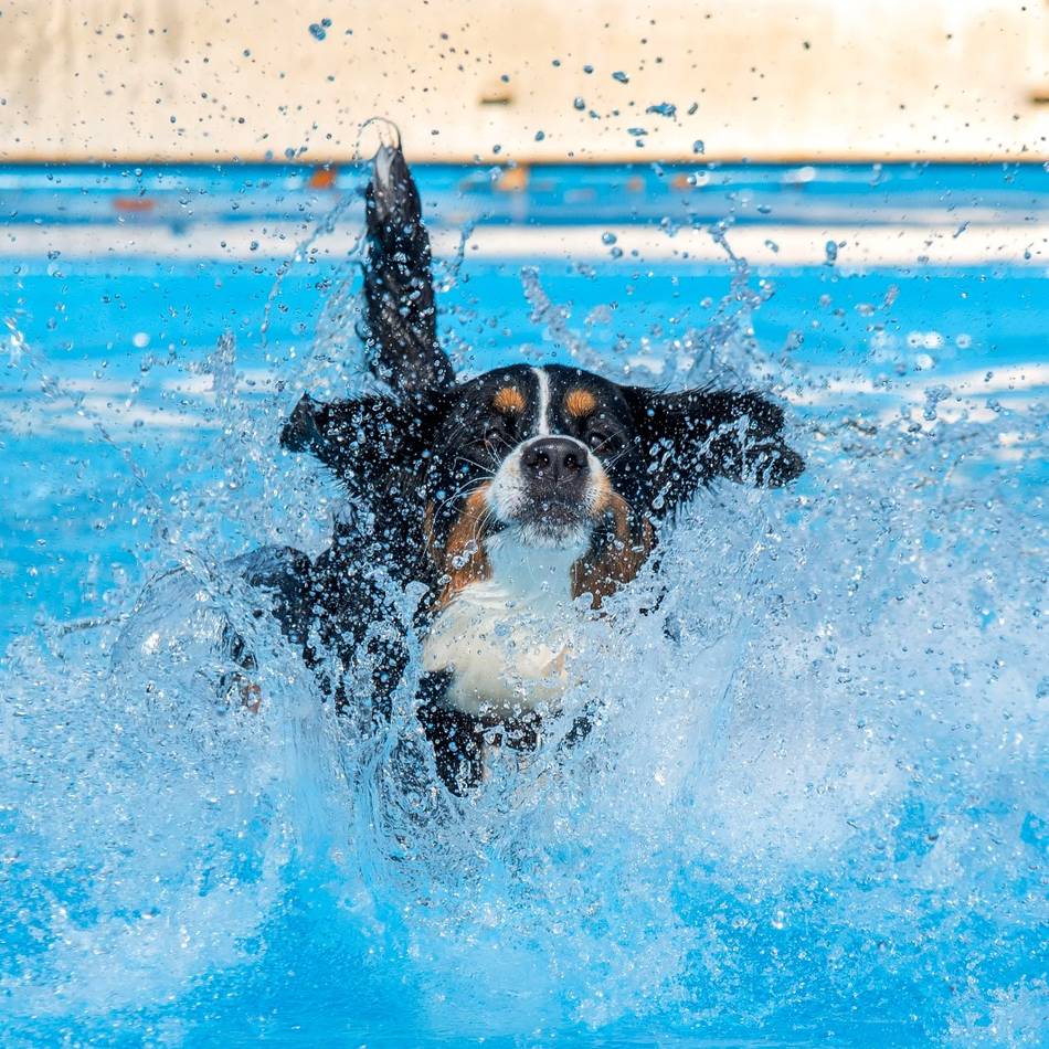 Event in Kevelaer: Nach der Saison – jetzt dürfen Hunde im Freibad ins Wasser