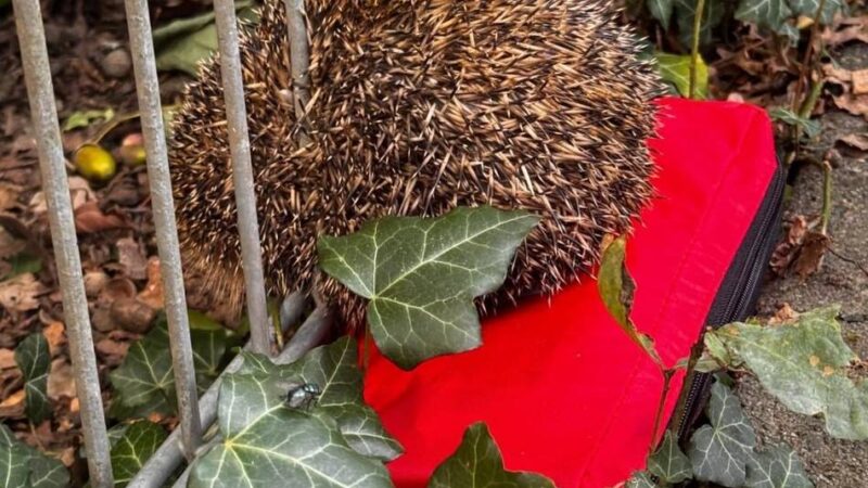 Tierischer Einsatz in Grevenbroich: Igel bleibt in Zaunstreben stecken – Feuerwehrmann rettet Stacheltier das Leben