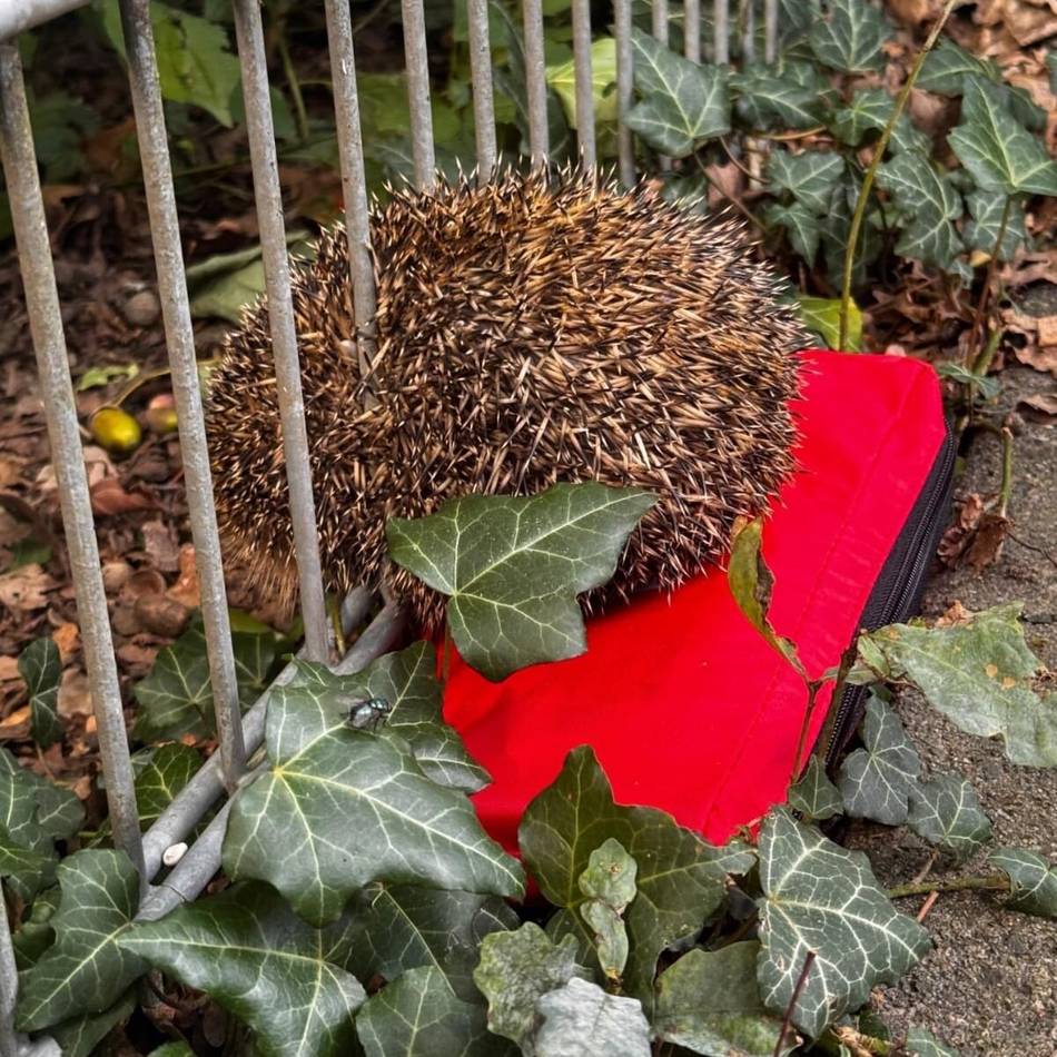 Tierischer Einsatz in Grevenbroich: Igel bleibt in Zaunstreben stecken – Feuerwehrmann rettet Stacheltier das Leben