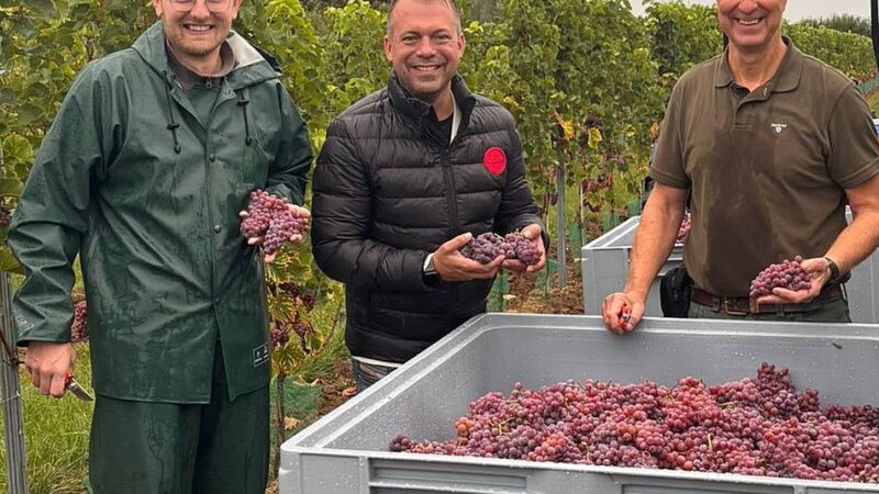 Fünf Tonnen Ertrag: Erstmals Weinreben in Willich gelesen