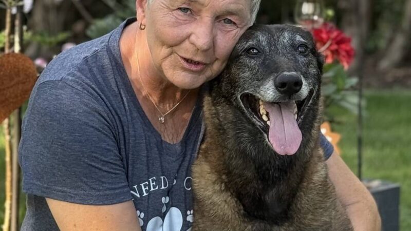 Tipps von Pfotenprofis: Erste Hilfe am Hund – Was Sie tun können, bevor der Tierarzt übernimmt