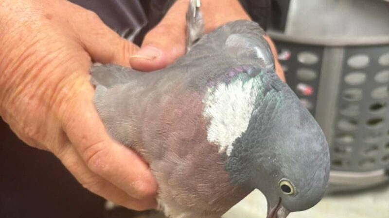 Pfeil durchbohrt Taube in Dormagen: „Eine abartige Art der Tierquälerei“