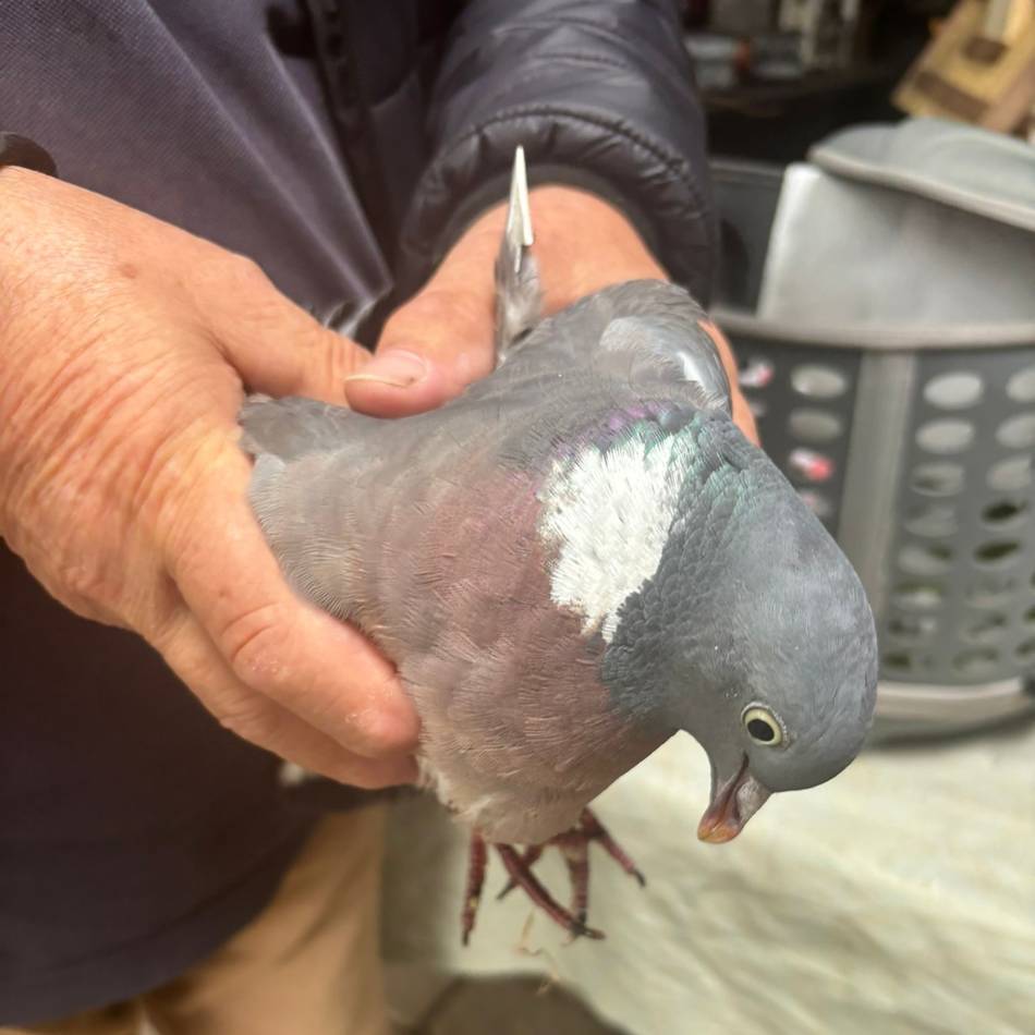 Pfeil durchbohrt Taube in Dormagen: „Eine abartige Art der Tierquälerei“