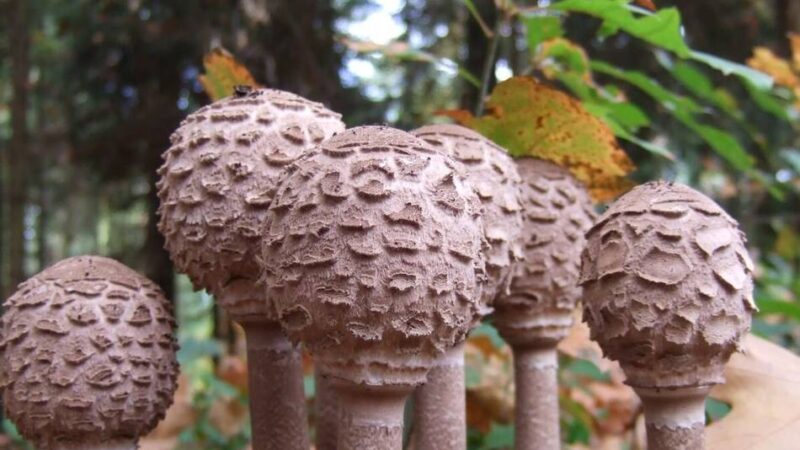 Exkursionen in Monheim: Die Schätze der Natur im Herbst entdecken