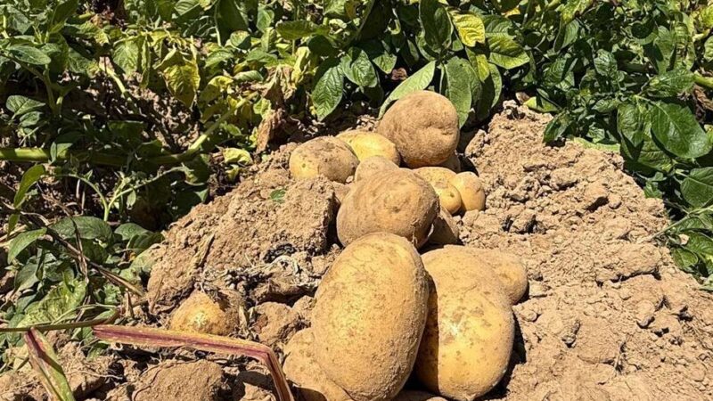 Ernte in Uedem: Kartoffeln selber sammeln beim Bauernmarkt Lindchen