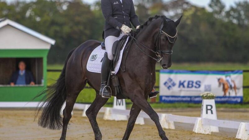 Dritter Sieg mit Pferd Moreno: Markus Ludwigs gewinnt M-Dressur in Helenabrunn