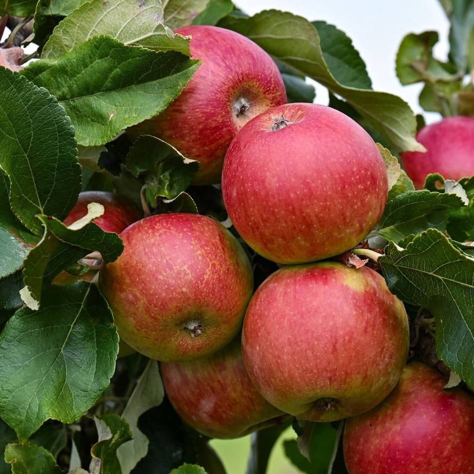 Erntezeit in Rheinberg: Nabu lädt zur Apfelernte in die Streuobstwiese ein