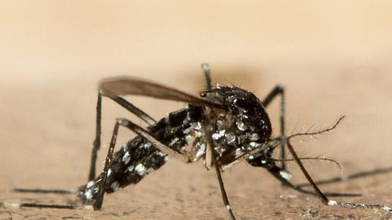 Gesundheitsamt des Oberbergischen Kreises: Tigermücken treten nur sehr punktuell auf