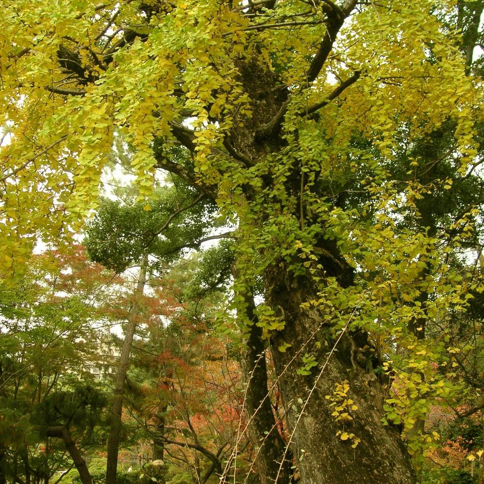 Aktion in Brüggen, Niederkrüchten und Schwalmtal: Ginkgo-Bäume aus Hiroshima als Mahnmale