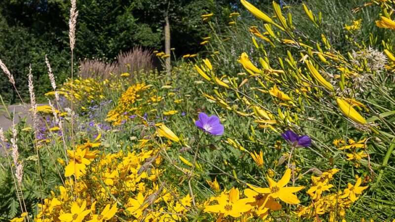 Neue Staudenbepflanzung in Mönchengladbach: Präriesommer und Schattenzauber für den Herbst