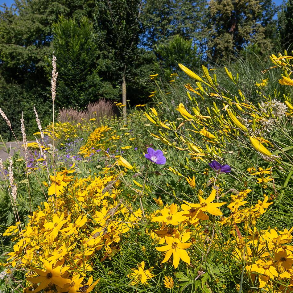 Neue Staudenbepflanzung in Mönchengladbach: Präriesommer und Schattenzauber für den Herbst