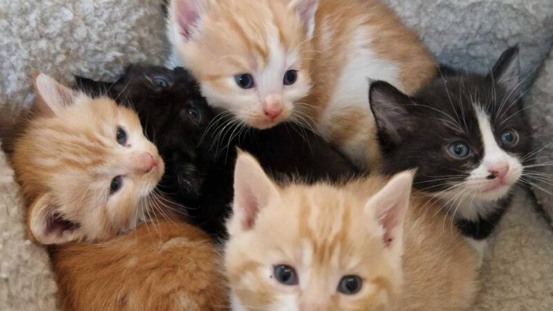 Deutschlandweite Aktion: Verein Notfelle für Tierschutzpreis nominiert