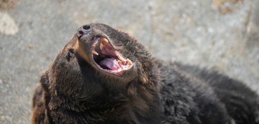 Japan: Bären töteten seit April zehn Menschen