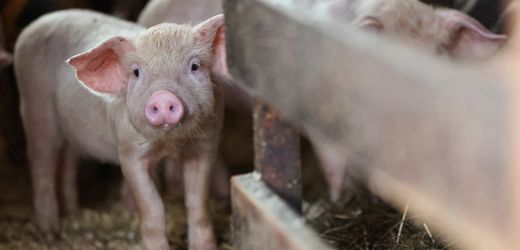 Schweinepest: Gentechnisch veränderte Schweine sind resistent gegen die Seuche