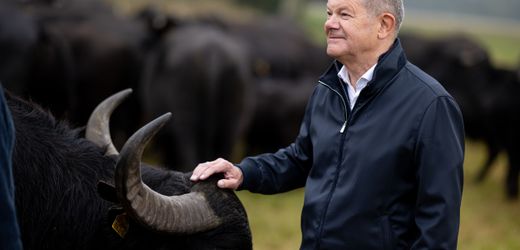 Olaf Scholz: Ex-Bundeskanzler besucht Wasserbüffelherde in Brandenburg