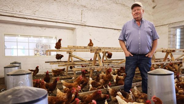Vogelgrippe: Hühnerhalter aus Heiligenhaus fürchtet Ansteckung durch Kraniche