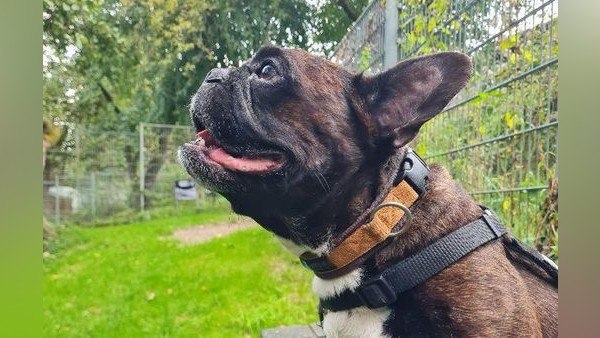 Tierheim Velbert: Frenchie Timati will nicht allein sein