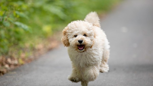 Wir suchen den schönsten Hund aus Velbert und Heiligenhaus