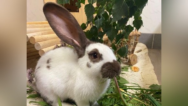 Kaninchen Bernhard aus Velbert sucht seine Bianca und viel Platz