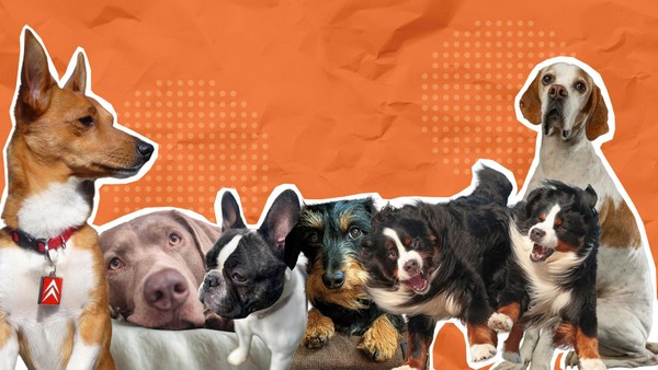 Jetzt wählen Sie: Wer ist der schönste Hund aus Velbert/Heljens
