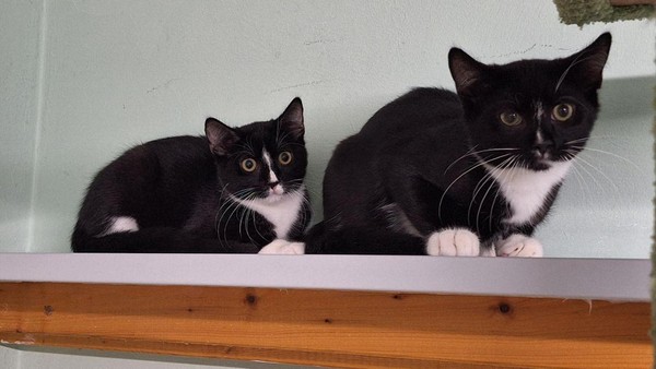 Brüderpaar Nic und Nac wartet auf geduldige Katzenfreunde