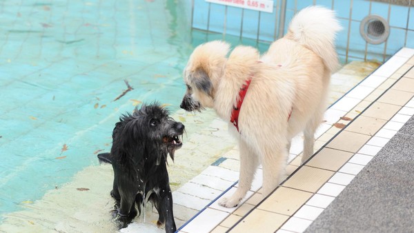 Tierisch kalt und nass: Doch die Hunde hatten Spaß im Heiligenhauser Freibad