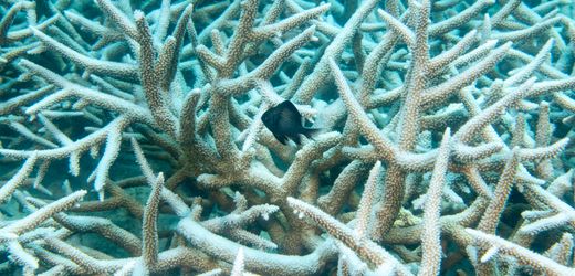 Klimawandel: Bericht warnt vor Verlust der Korallenriffe – gibt aber auch Hoffnung