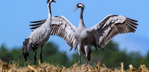 Geflügelpest: Sorge vor der Vogelgrippe wächst wegen Kranichzügen