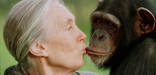 Jane Goodall: Die Grande Dame des Naturschutz ist tot