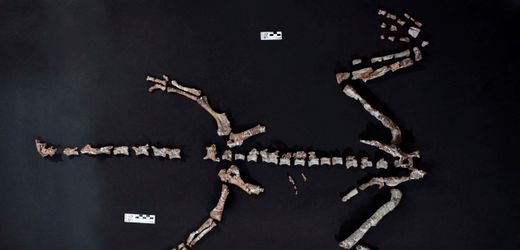 Dinosaurier-Fund in Argentinien: Hier sehen Sie einen der wohl ersten Saurier überhaupt