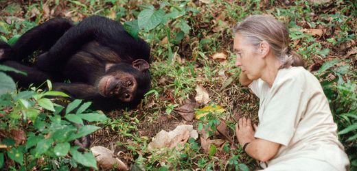 Jane Goodall: Berühmte Schimpansen-Forscherin ist tot