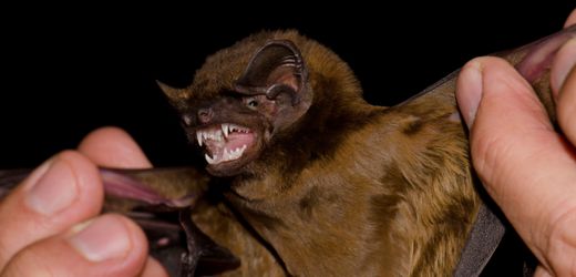 Fledermäuse: Europas größte Fledermaus frisst Vögel im Flug