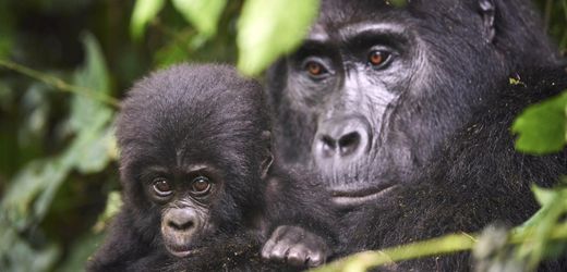 Gorillaweibchen leben Jahre nach letzter Fortpflanzung weiter