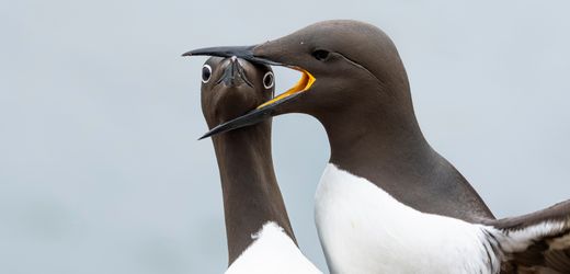 Comedy Wildlife: Die lustigsten Tierfotos des Jahres