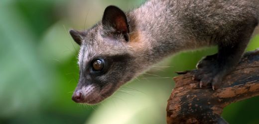Kopi Luwak: Weshalb der Kaffee aus Kot so besonders schmeckt