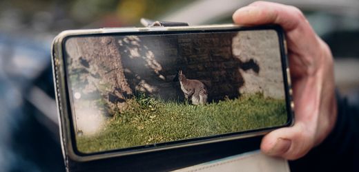 In Berlin entlaufenes Känguru ist zurück